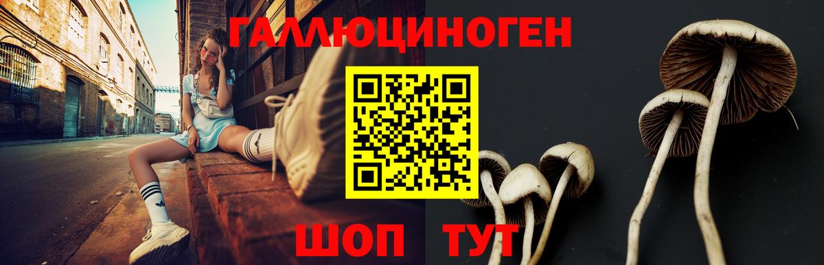 Галлюциногенные грибы Psilocybe Мценск